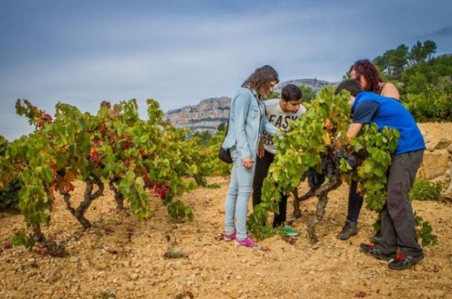  a group of friends observing some vineyards 